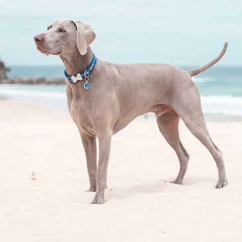 Dog Collar Nautical Navy Dog Nation