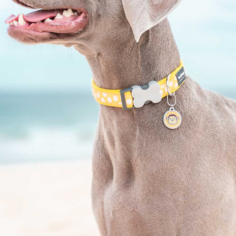 Dog Collar White Spots on Yellow Dog Nation