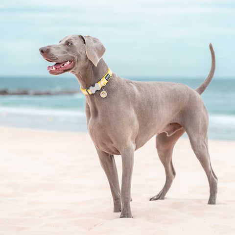 Dog Collar White Spots on Yellow Dog Nation