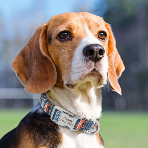 Leo Colourful Personalised Dog Collar Dog Nation