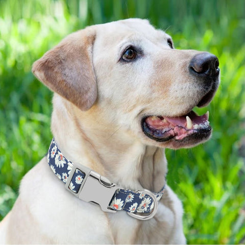 Leo Colourful Personalised Dog Collar Dog Nation