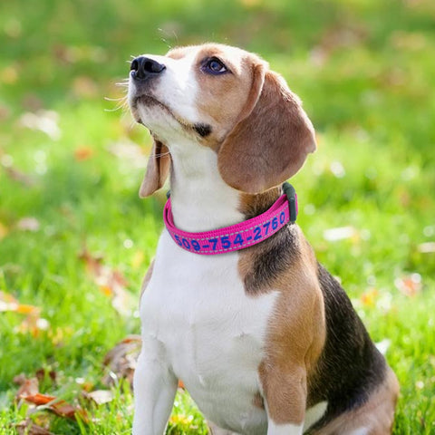 Embroidered Dog Collar Nylon Personalised Reflective Dog Nation