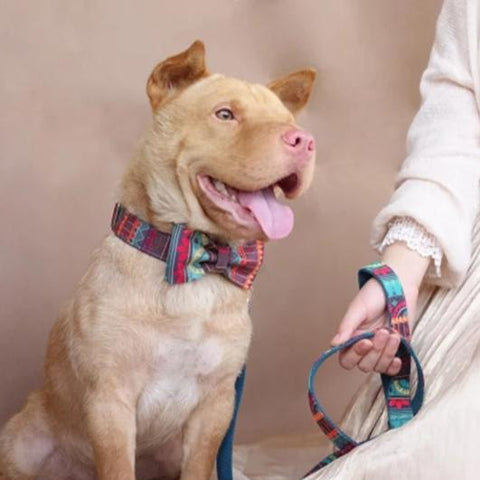 The Maya Personalised Dog Collar & Leash Set Handmade Laser Engraved Dog Nation