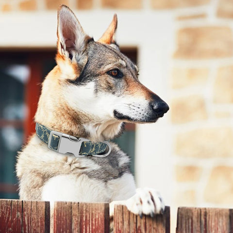 Leo Colourful Personalised Dog Collar Dog Nation