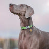Dog ID Tags Bone Dog Nation