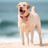 Dog ID Tags Atom Dog Nation