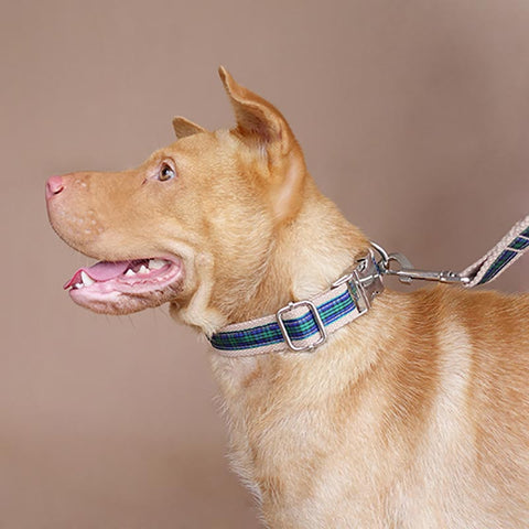 The Forest Plaid Personalised Dog Collar Dog Nation