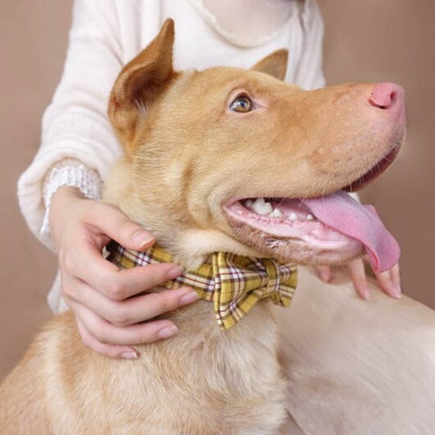 The Lemon Plaid Personalised Dog Collar Set Dog Nation