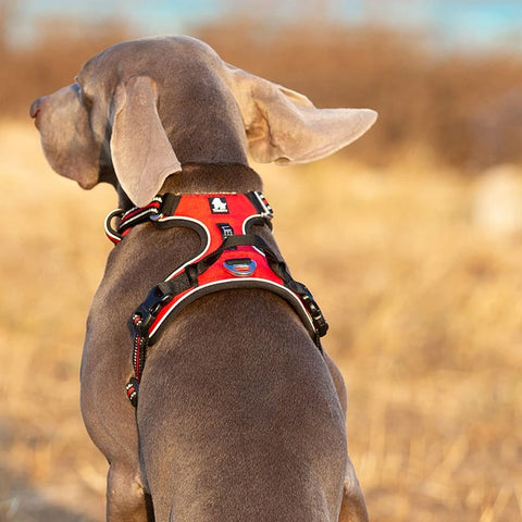 Adventurer No Pull Dog Harness Extra Durable Dog Nation