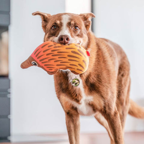 Dog Soft Toy Echidna Dog Nation