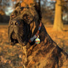 Dog ID Tags Bone Dog Nation