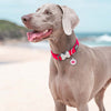 Dog ID Tags Medical Dog Nation