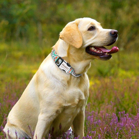 Delta Dog Collar Nylon Colourful Pattern Free Engraving Dog Nation