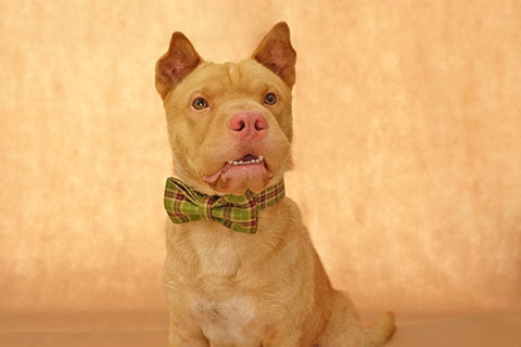 The Green Plaid Personalised Dog Collar & Leash Set Handmade Laser Engraved Dog Nation