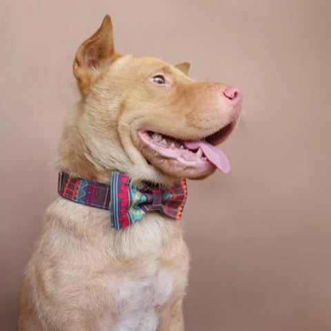 The Maya Personalised Dog Collar Handmade Laser Engraved Dog Nation