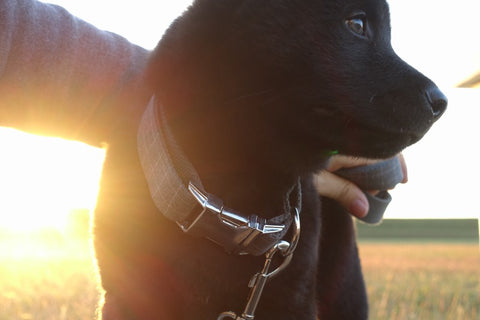 The Deep Blue Personalised Dog Collar Handmade Laser Engraved Dog Nation