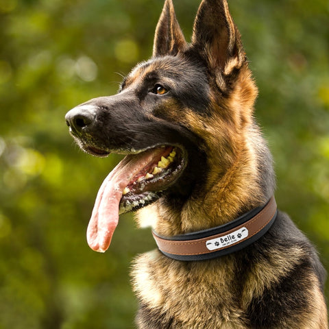 Genuine Leather Personalised Dog Collar Dog Nation