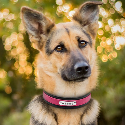 Genuine Leather Personalised Dog Collar Dog Nation