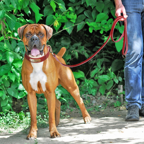 Sirius Genuine Leather Dog Collar and Leash Set Personalised Dog Nation