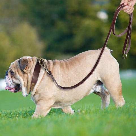 Sirius Genuine Leather Dog Collar and Leash Set Personalised Dog Nation
